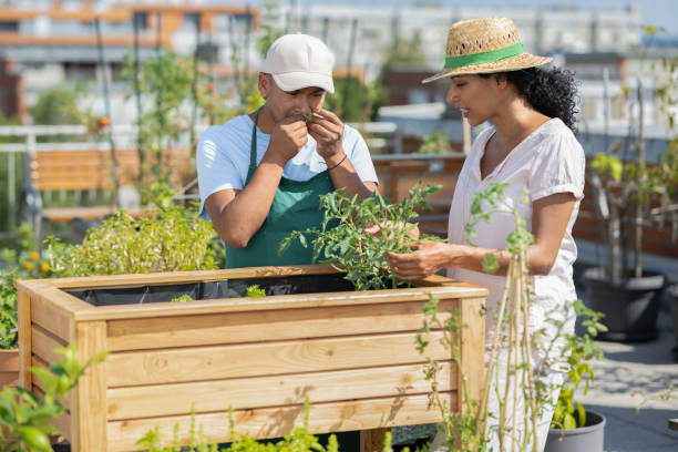 istock Urban Farming & Gardening On The Rooftop 2157933125
