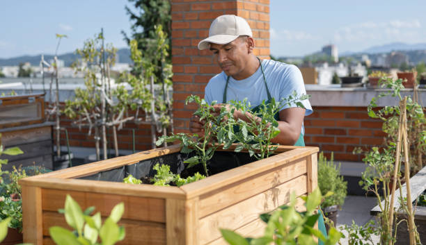 Man Planting Vegetables In His Raised Beds On Rooftop