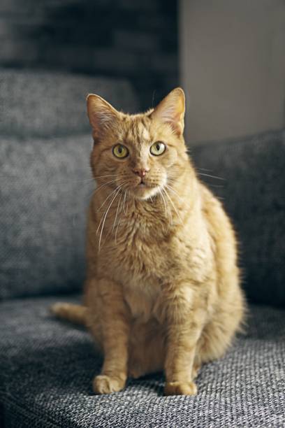 istock Cute ginger cat sitting on the sofa and looking at camera. Vertical image with selective focus. 2157935800