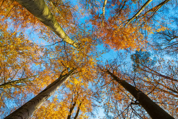 istock Forest of colourful Beech Trees against bright blue sky in autumn, looking up from below 2157936020