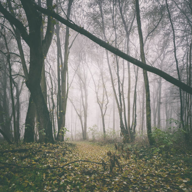 Mysterious Foggy Forest in Autumn, faded vintage look