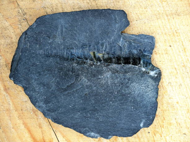 A fossilized trilobite embedded in a rock fragment. The fossil displays detailed segmentation, with ribbed sections running along its length, preserved in shades of brown and gray.