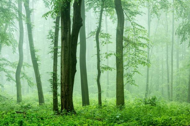 istock Foggy Forest of Beech Trees in Spring 2157936656