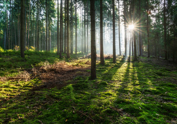 istock Spruce Tree Forest with Sunbeams through Fog 2157937322