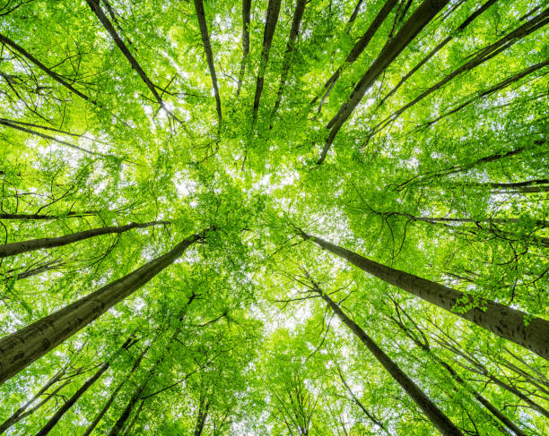 istock Green Forest of Beech Trees, looking up, low angle shot 2157937646