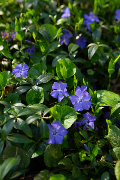 istock natural green forest background with blue periwinkle 2157938594
