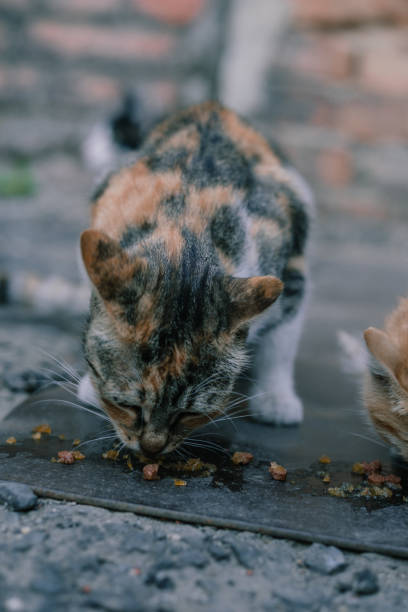 istock A calico mother diligently feeds beside her kitten on a cobblestone path, showcasing the reality of stray life. Their intimate feeding moment is a snapshot of urban survival. 2157938923