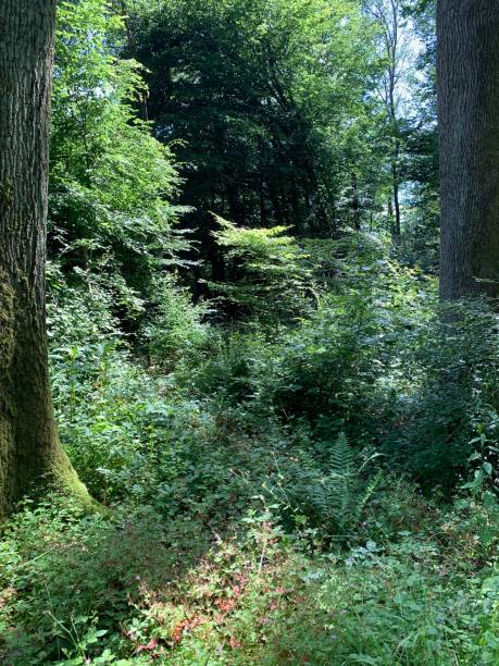 istock Green forests, trees and leaves 2157938965