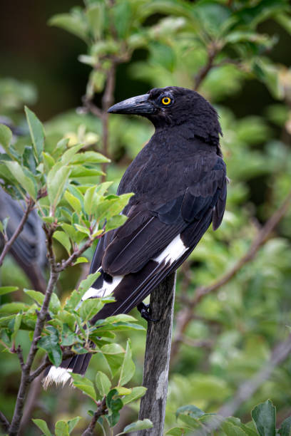 istock Currawong Detail Natural 2157939446