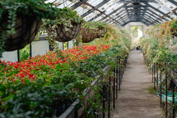 istock Lush greenhouse pathway lined with vibrant red flowers and hanging plants. Botanical garden interior with a variety of flora. 2157940407