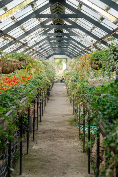 istock A serene corridor within a greenhouse, lined with overflowing hanging baskets and lush plant beds. 2157940703