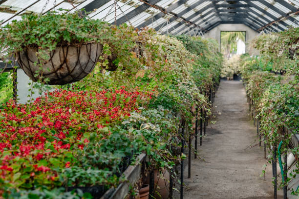 istock A greenhouse corridor overflows with cascading flowers from hanging baskets, leading to a vanishing point that promises more horticultural wonders. 2157940890
