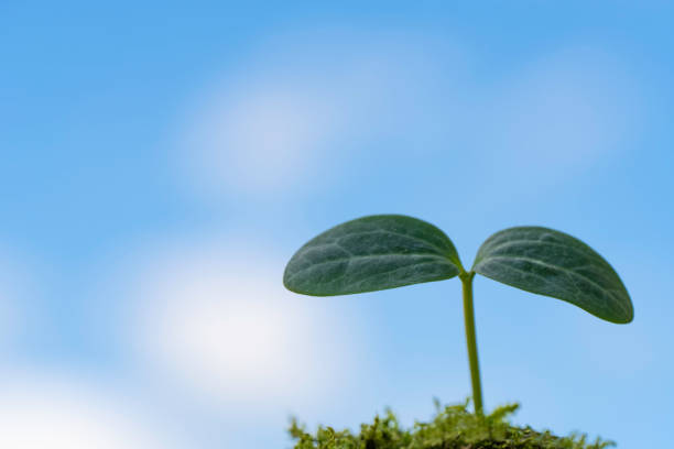 istock New plant sprouts under the clear blue sky 2157941183