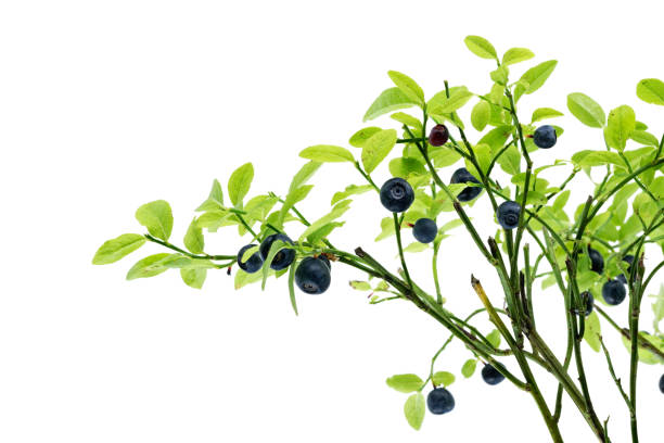 istock Wild forest blueberry bush with some ripe berries on white background 2157941191