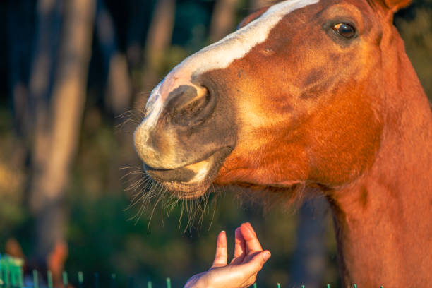 istock Tender Connection: Woman's Hand Loving the Brown Horse 2157943842