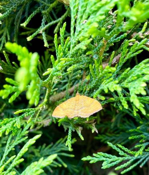 Camptogramma bilineata Yellow Shell Moth on Conifer Leaf.