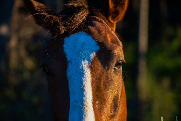 istock Soulful Connection: Beautiful Horse Eyes Meet the Camera 2157944157