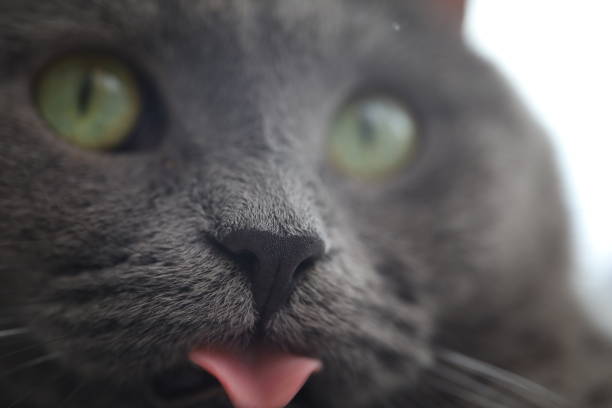 Cat nose in close up
