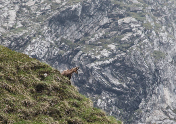 Dolomites, Italy. An alpine chamois is carefully observing what goes on the path to the Duranno pass.