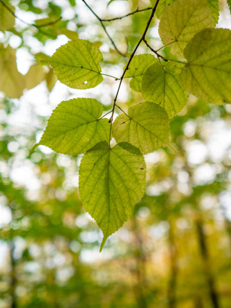 istock Autumn leaves in the forest 2157944890