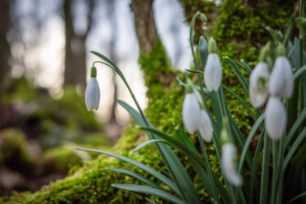 snowdrop flowers in the forest