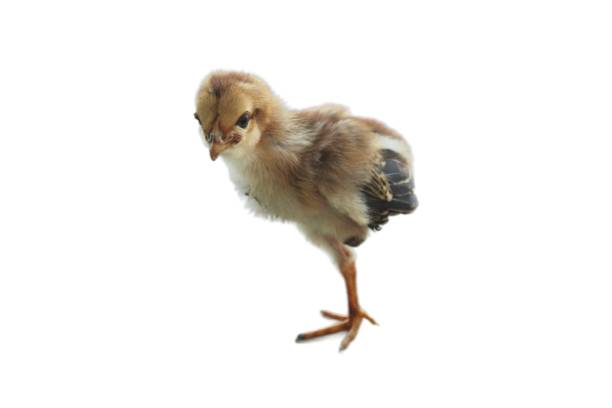 istock Chick on one leg isolated white background.  chicks 2157945418