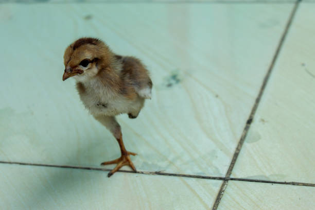 chick with one leg.  defective condition of chicks.  lame chick