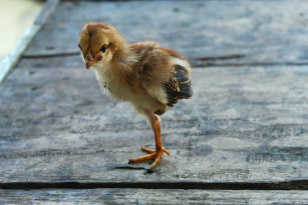 chick with one leg.  defective condition of chicks.  lame chick