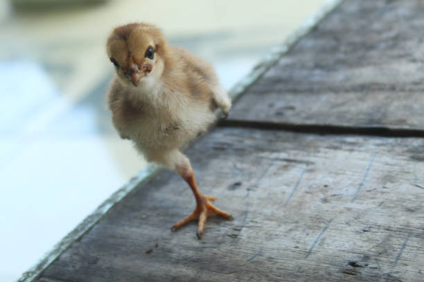 chick with one leg.  defective condition of chicks.  lame chick