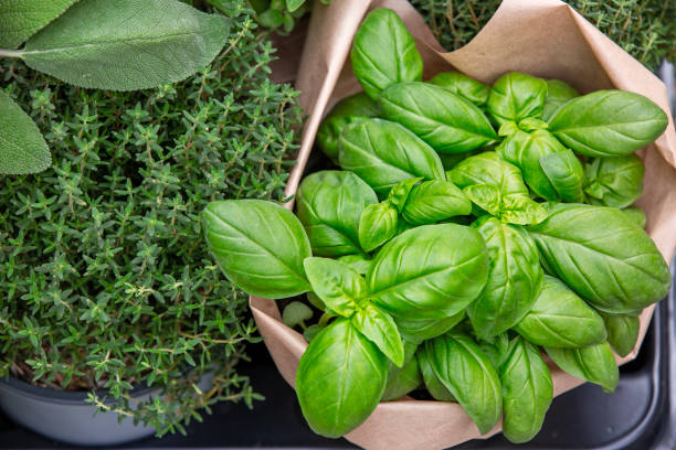 istock Fresh Basil Herbs in Paper Pot 2157945614