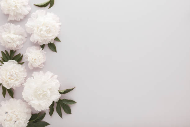 istock Fresh soft white peony flowers with leaves on light gray table background. Empty place for emotional, sentimental text, quote or sayings. Closeup. Top down view. 2157947883