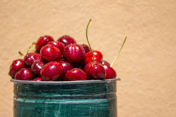 Fresh cherries on a peach background, a healthy eating concept, with space for text