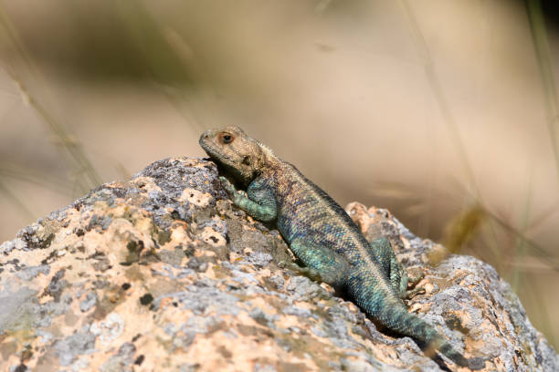 istock Close-up shot of Agama Bibronii (North African Rock lizard) 2157948623