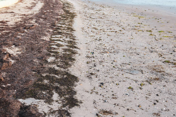 istock sand at the beach and seaweed 2157948649