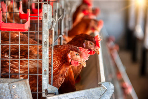 istock eggs laying hens , industrial scale, african entrepreneur, 2157952459