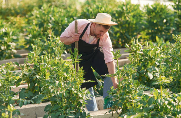 istock In straw hat. Man in greenhouse is working with plants 2157952528