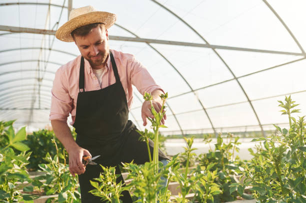 istock In straw hat. Man in greenhouse is working with plants 2157952546