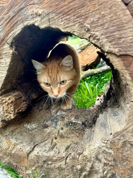 istock A ginger cat crawling through a fallen hollow tree. Excitement, exploration, thrill, enthusiasm, emotions, success. Real cat life. Domesticated cat outdoors. 2157952572