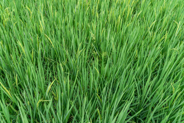 Green rice that has just sprouted in farmland