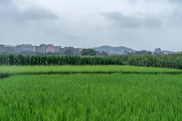 Rice paddies in cloudy countryside