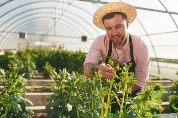 istock Man in greenhouse is working with plants 2157952595