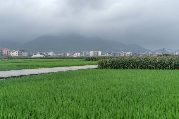Rice paddies in cloudy countryside