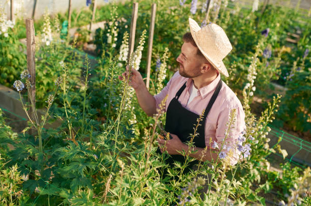 istock Looking at plants. Man is working in the greenhouse 2157952646