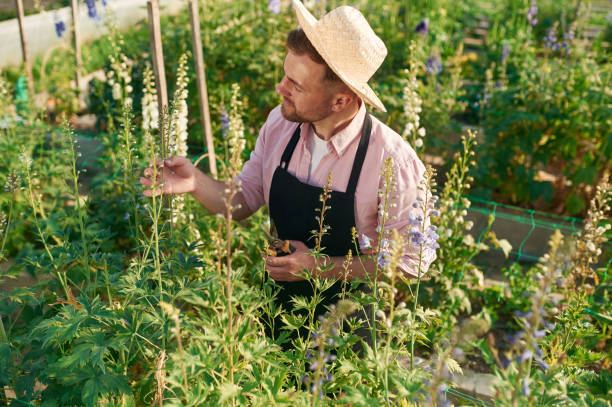istock Looking at plants. Man is working in the greenhouse 2157952659