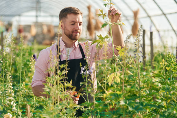 istock Looking at plants. Man is working in the greenhouse 2157952682