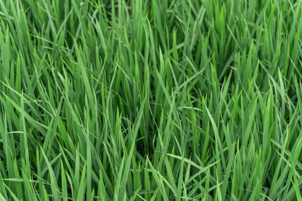 Green rice that has just sprouted in farmland