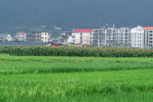 Rice paddies in cloudy countryside