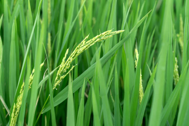 Green rice that has just sprouted in farmland