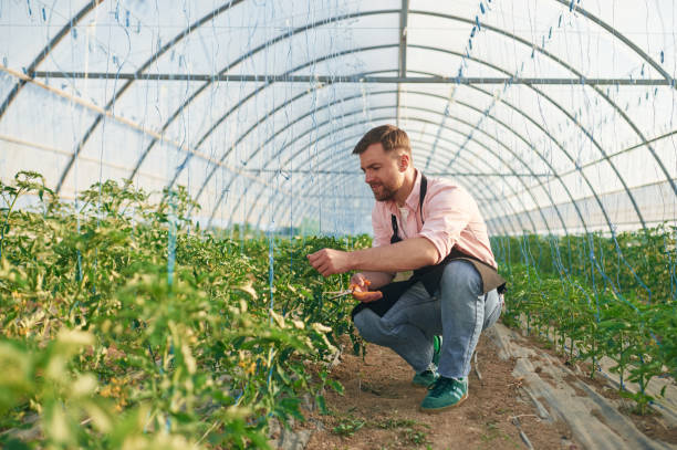 istock Cutting plants by scissors. Man in greenhouse is working 2157952863