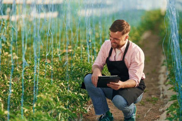 istock Using digital tablet. Man in greenhouse is working with plants 2157954560